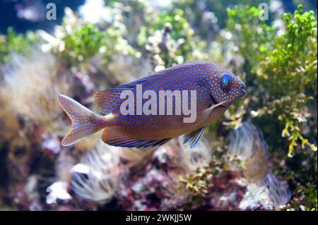 Le rabbitfish à pois dorés (Sigianus punctatus) est un poisson marin originaire du Pacifique tropical. Banque D'Images