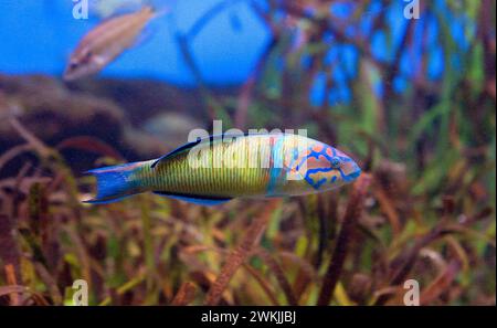 La wrasse (Thalasooma pavo) est un poisson marin originaire de la mer Méditerranée et de l'océan Atlantique est. Banque D'Images