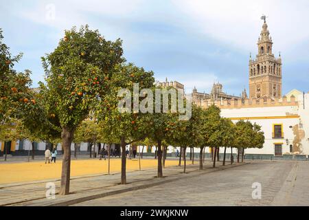 Orangers dans les patios de la Bandera avec la cloche de la Tour Giralda en arrière-plan, Séville, Andalousie, Espagne, Europe. Banque D'Images