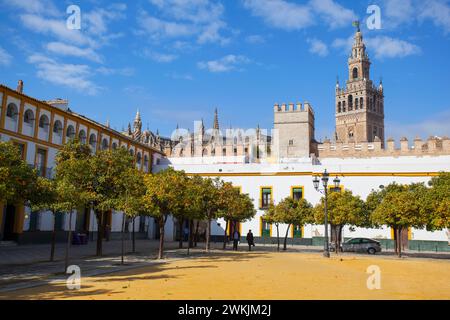 Orangers dans les patios de la Bandera avec la cathédrale Giralda Tower Bell en arrière-plan, Séville, Andalousie, Espagne, Europe. Banque D'Images