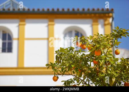 Détail d'un oranger dans les 'patios de la Bandera', Séville, Andalousie, Espagne, Europe. Banque D'Images