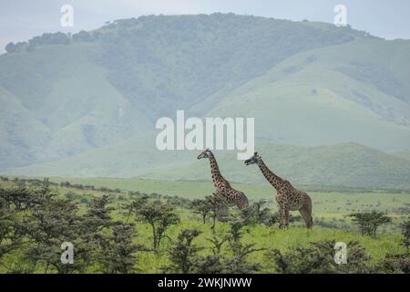 Tanzanie. 14 février 2024. © Mathieu Herduin/MAXPPP - 14/02/2024 des giraphes dans le parc naturel du Serengeti de Tanzanie le 14 février 2024. - Safari Tanzanie - février 2024. safari en Tanzanie crédit : MAXPPP/Alamy Live News Banque D'Images