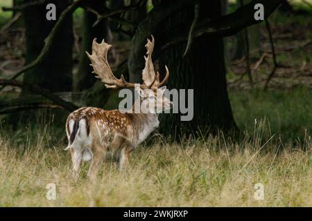 Mâle cerf en jachère dans la forêt de la réserve naturelle de Dyrehaven au Danemark Banque D'Images