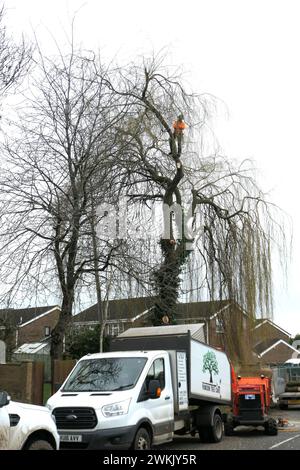 Arbre en train d'être coupé taille Angleterre place britannique affaires grand saule pleurant saule pleurant à l'extérieur du temps sombre gens dingy ouvriers travaillant Banque D'Images