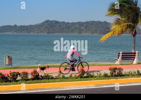 Panama City, Panama - 22 janvier 2024 : personne à vélo tirant un chien de compagnie sur une laisse. En arrière-plan se trouve le canal de Panama. Banque D'Images