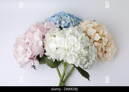 Belles fleurs d'hortensia pastel sur fond blanc, vue de dessus Banque D'Images