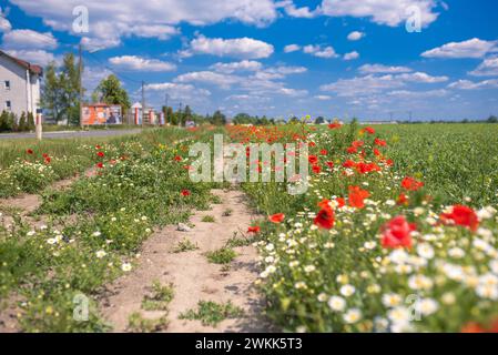 Photo avec un charisme positif d'un paysage printanier par temps bleu vif. Rayures de fleurs avec des coquelicots rouges, blanc et jaune florissant chamo inodore Banque D'Images