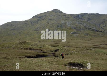 Homme (randonneur) marchant vers le Corbett 'Fraoch Bheinn' depuis le Corbett 'Sgurr Mhurlagain' à Glen Dessarry Scottish Highlands, Écosse, Royaume-Uni. Banque D'Images