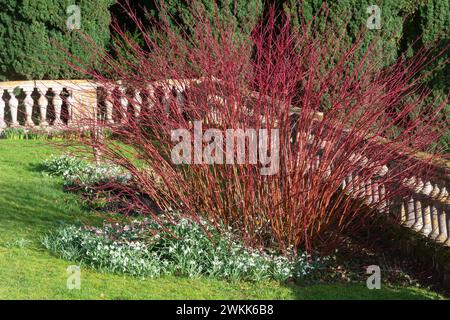 Vue sur les jardins du domaine de Colesbourne Park Country dans le Gloucestershire, Angleterre, Royaume-Uni, avec des gouttes de neige fleurissant en février Banque D'Images