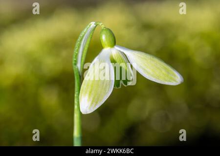 Galanthus nivalis 'Green Tear' Snowdrop cultivar fleurissant en février à Colesbourne Park, Gloucestershire, Angleterre, Royaume-Uni Banque D'Images