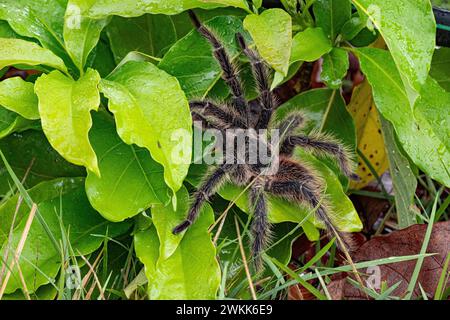 Tarantula brésilienne ou Theraphosidae photographiée dans une ferme du nord-est du Brésil Banque D'Images