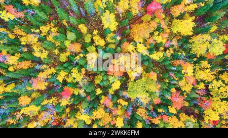 Tapisserie aérienne de la forêt d'automne dans le Michigan - vue aérienne sur le feuillage Banque D'Images