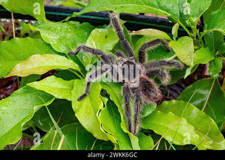 Tarantula brésilienne ou Theraphosidae photographiée dans une ferme du nord-est du Brésil Banque D'Images