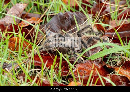 Tarantula brésilienne ou Theraphosidae photographiée dans une ferme du nord-est du Brésil Banque D'Images