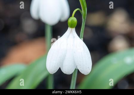 Variété de gouttes de neige Galanthus plicatus 'EA Bowles' avec une grande fleur en forme de poculiforme, Angleterre, Royaume-Uni, en février Banque D'Images