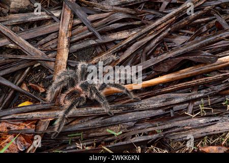 Tarantula brésilienne ou Theraphosidae photographiée dans une ferme du nord-est du Brésil Banque D'Images