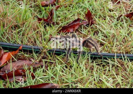 Tarantula brésilienne ou Theraphosidae photographiée dans une ferme du nord-est du Brésil Banque D'Images