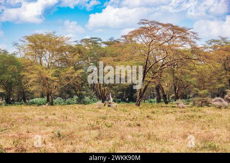 Paysages avec des acacia à écorce jaune dans le parc national du lac Nakuru au Kenya Banque D'Images