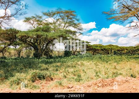 Paysages avec des acacia à écorce jaune dans le parc national du lac Nakuru au Kenya Banque D'Images