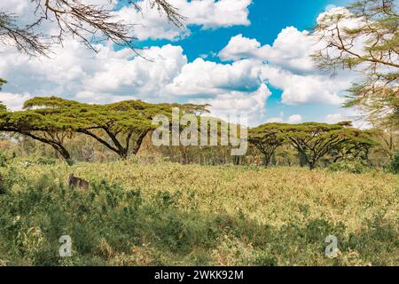 Paysages avec des acacia à écorce jaune dans le parc national du lac Nakuru au Kenya Banque D'Images