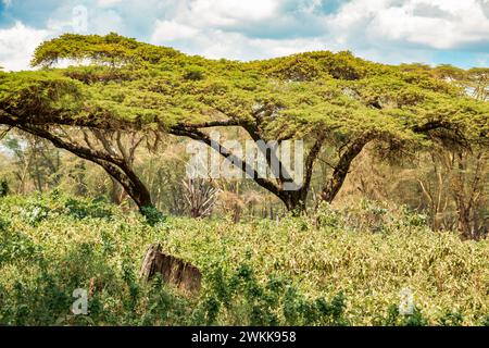 Paysages avec des acacia à écorce jaune dans le parc national du lac Nakuru au Kenya Banque D'Images