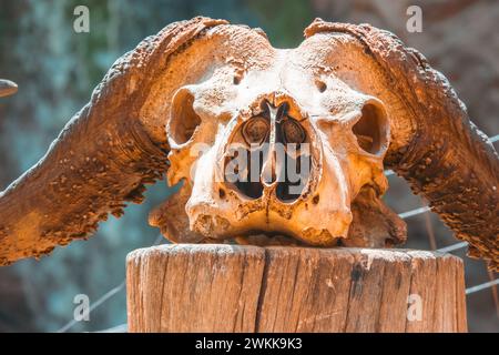 Crâne d'un buffle mort dans le parc national du lac Nakuru au Kenya Banque D'Images