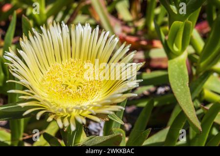 Fleur jaune vif de la plante de glace de figue hottentot aussi Carpobrotus edulis, plante couvrant le sol. Ses noms communs incluent figue aigre, plante de glace ou h. Banque D'Images