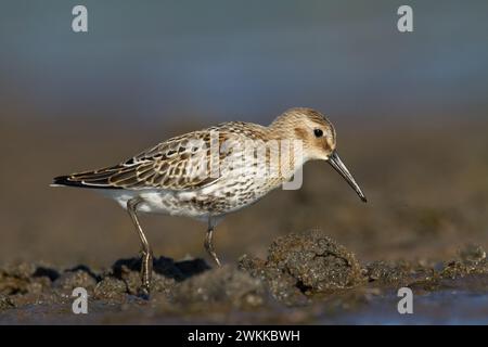 Oiseau de rivage - Dunlin Calidris alpina, oiseau migrateur, mer Baltique, faune Pologne Europe Banque D'Images