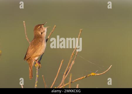 La paruline de Bird Savi chante sur une tige de roseau. Chante oiseau dans l'habitat naturel. Locustella luscinioides Banque D'Images