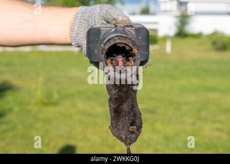 Mole dans un piège dans les mains d'un jardinier sur fond de pelouse Banque D'Images