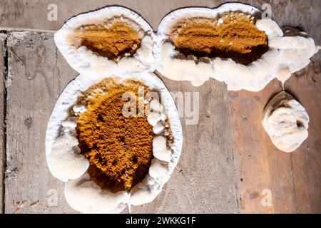 Champignon attaquant les éléments en bois dans les structures, image en gros plan Banque D'Images
