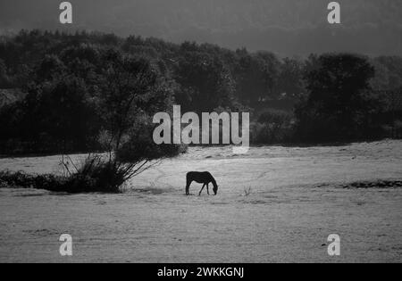 Cheval stationnant sur une prairie, Bourgogne, France, Europe Banque D'Images