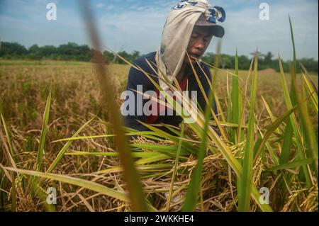 Des agriculteurs récoltent du paddy dans une zone agricole du sous-district de Beringin, district de Deli Serdang, province du Nord de Sumatra, Indonésie, le 21 février 2024. La diversité de la qualité et de la quantité des plantations de riz dans cette région exige non seulement l'eau comme terre pluviale, mais aussi l'irrigation qui touche les terres agricoles en fonction du barrage principal qui a été construit pour remplir le système d'irrigation. Pendant ce temps, les changements climatiques ont affecté les résultats de la principale production alimentaire de l'Indonésie qui a besoin de l'intensité de la fertilité des sols par Urea Nitrea, TSP et KCL, ont déclaré les agriculteurs. Photo Banque D'Images