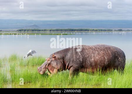 Hippopotame hors de l'eau dans le parc national d'Amboseli, Kenya, 3 juin 2023. (CTK photo/Ondrej Zaruba) Banque D'Images