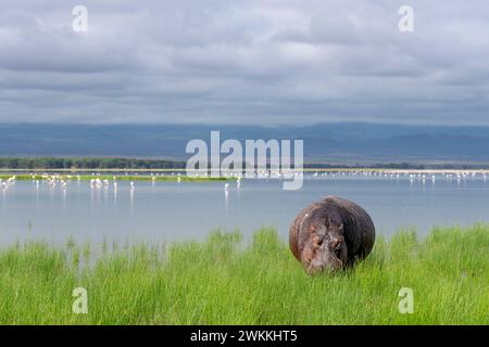 Hippopotame hors de l'eau dans le parc national d'Amboseli, Kenya, 5 juin 2023. (CTK photo/Ondrej Zaruba) Banque D'Images