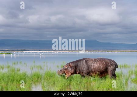 Hippopotame hors de l'eau dans le parc national d'Amboseli, Kenya, 5 juin 2023. (CTK photo/Ondrej Zaruba) Banque D'Images