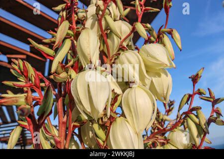 Plante ornementale à fleurs yucca gloriosa gros plan. Banque D'Images