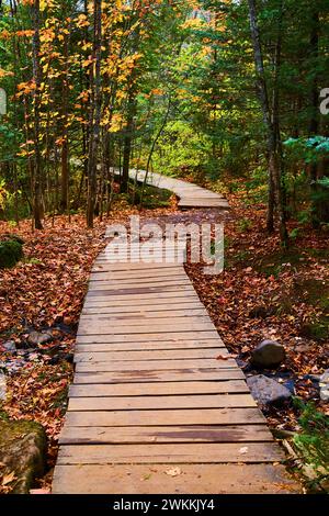 Promenade d'automne dans Serene Woodland, Stone Trail perspective Banque D'Images