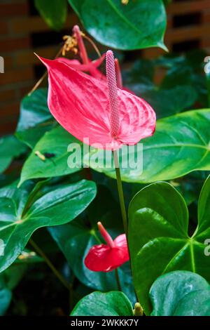 Vibrant Pink Anthurium Bloom avec des feuilles luxuriantes, gros plan Banque D'Images