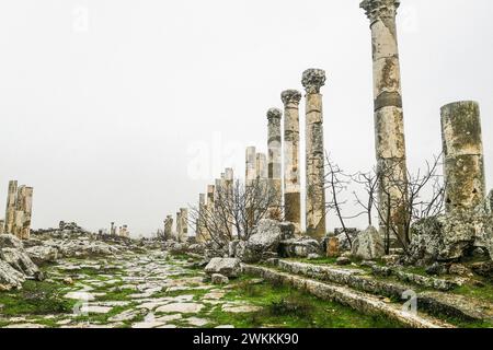 Syrie, Apamée, colonne honorifique et Colonnade aux ruines romaines d'Apamée Banque D'Images