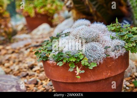 Cactus blancs et plantes vertes dans pot en terre cuite, jardin botanique Banque D'Images