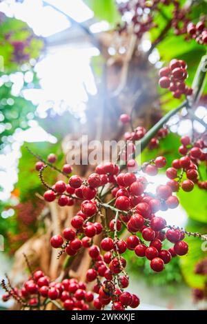 Baies rouges mûres ensoleillées dans les jardins botaniques Matthaei, vue vers le haut Banque D'Images