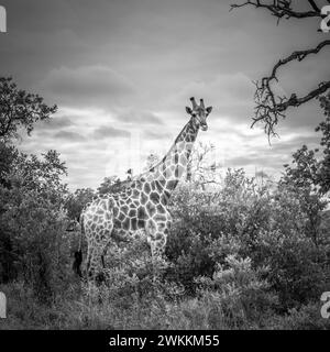 Image en noir et blanc d'une girafe Banque D'Images