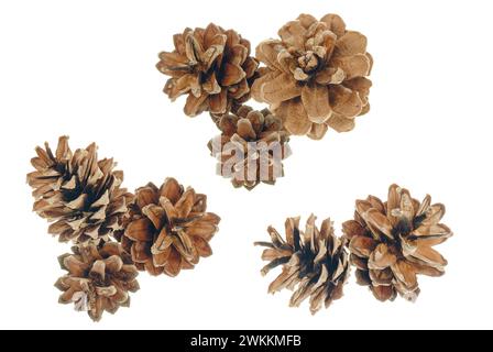 Un ensemble de pommes de pin isolées. Pour invitation, carte de voeux, décor de bannière. concept de forêt. carte de noël, motif décoratif d'arbre de conifères du nouvel an. Banque D'Images