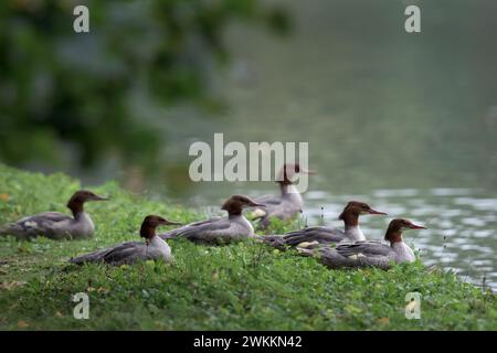 Groupe de goosanders femelles sur une prairie à côté d'un lac regardant tous dans la même direction Banque D'Images