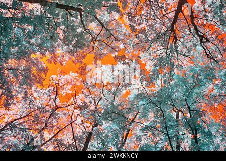 Canopée forestière infrarouge surréaliste avec Fiery Sky - vue vers le haut Banque D'Images