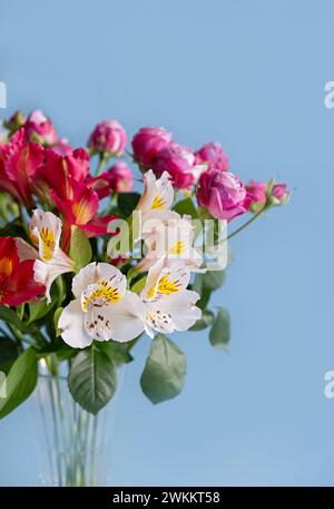 Bouquet lumineux d'alstroemeria blanche et rouge et de roses roses roses dans un vase en verre sur fond bleu. Recadrage vertical. Copier l'espace. Gros plan. Banque D'Images