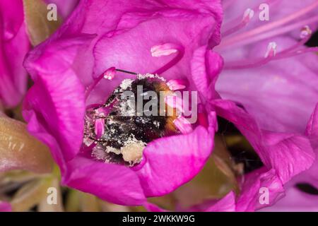 Baumhummel, Baum-Hummel, Weibchen beim Blütenbesuch auf Rhododendron, Nektarsuche, Bestäubung, Pollenhöschen, Bombus hypnorum, Pyrobombus hypnorum, t Banque D'Images