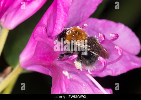 Baumhummel, Baum-Hummel, Weibchen beim Blütenbesuch auf Rhododendron, Nektarsuche, Bestäubung, Pollenhöschen, Bombus hypnorum, Pyrobombus hypnorum, t Banque D'Images