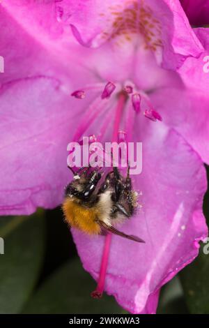 Baumhummel, Baum-Hummel, Weibchen beim Blütenbesuch auf Rhododendron, Nektarsuche, Bestäubung, Pollenhöschen, Bombus hypnorum, Pyrobombus hypnorum, t Banque D'Images